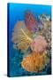 Indonesia, Forgotten Islands. Coral Reef Scenic-Jaynes Gallery-Stretched Canvas