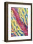 Indonesia, Forgotten Islands. Goby Fish on Soft Coral-Jaynes Gallery-Framed Photographic Print