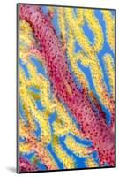 Indonesia, Forgotten Islands. Goby Fish on Soft Coral-Jaynes Gallery-Mounted Photographic Print