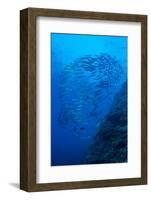 Indonesia, Forgotten Islands. Schooling Barracuda and Reef-Jaynes Gallery-Framed Photographic Print
