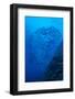 Indonesia, Forgotten Islands. Schooling Barracuda and Reef-Jaynes Gallery-Framed Photographic Print