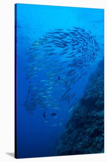 Indonesia, Forgotten Islands. Schooling Barracuda and Reef-Jaynes Gallery-Stretched Canvas