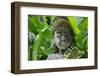 Indonesia, Island of Lombok. Garden Sculpture at the Sheraton Hotel-Cindy Miller Hopkins-Framed Photographic Print
