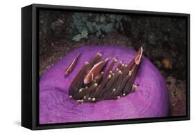 Indonesia, Komodo Area, Pink Anemonefish in Sea-Stuart Westmorland-Framed Stretched Canvas