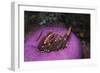 Indonesia, Komodo Area, Pink Anemonefish in Sea-Stuart Westmorland-Framed Photographic Print