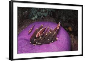 Indonesia, Komodo Area, Pink Anemonefish in Sea-Stuart Westmorland-Framed Photographic Print