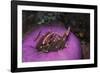 Indonesia, Komodo Area, Pink Anemonefish in Sea-Stuart Westmorland-Framed Photographic Print