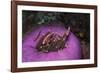 Indonesia, Komodo Area, Pink Anemonefish in Sea-Stuart Westmorland-Framed Photographic Print