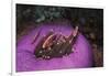 Indonesia, Komodo Area, Pink Anemonefish in Sea-Stuart Westmorland-Framed Photographic Print