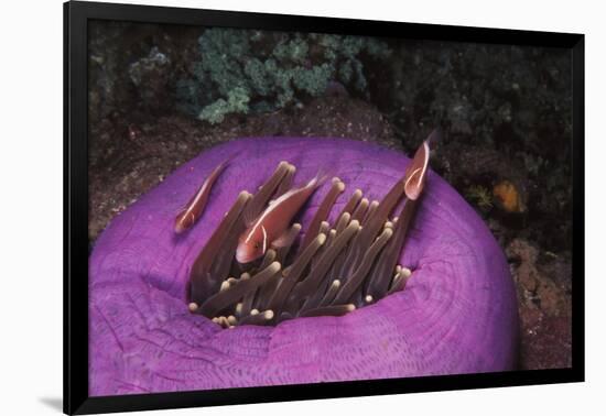 Indonesia, Komodo Area, Pink Anemonefish in Sea-Stuart Westmorland-Framed Photographic Print