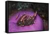 Indonesia, Komodo Area, Pink Anemonefish in Sea-Stuart Westmorland-Framed Stretched Canvas