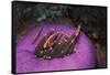 Indonesia, Komodo Area, Pink Anemonefish in Sea-Stuart Westmorland-Framed Stretched Canvas