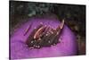 Indonesia, Komodo Area, Pink Anemonefish in Sea-Stuart Westmorland-Stretched Canvas