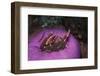 Indonesia, Komodo Area, Pink Anemonefish in Sea-Stuart Westmorland-Framed Photographic Print