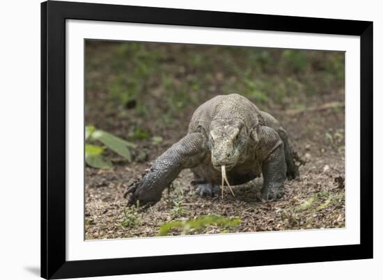 Indonesia, Komodo Dragon National Park. Close-up of Komodo dragon.-Jaynes Gallery-Framed Photographic Print