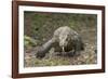 Indonesia, Komodo Dragon National Park. Close-up of Komodo dragon.-Jaynes Gallery-Framed Photographic Print