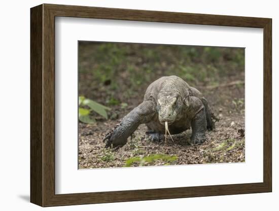 Indonesia, Komodo Dragon National Park. Close-up of Komodo dragon.-Jaynes Gallery-Framed Photographic Print