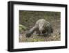 Indonesia, Komodo Dragon National Park. Close-up of Komodo dragon.-Jaynes Gallery-Framed Photographic Print