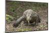 Indonesia, Komodo Dragon National Park. Close-up of Komodo dragon.-Jaynes Gallery-Mounted Photographic Print