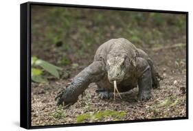 Indonesia, Komodo Dragon National Park. Close-up of Komodo dragon.-Jaynes Gallery-Framed Stretched Canvas