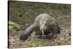 Indonesia, Komodo Dragon National Park. Close-up of Komodo dragon.-Jaynes Gallery-Stretched Canvas