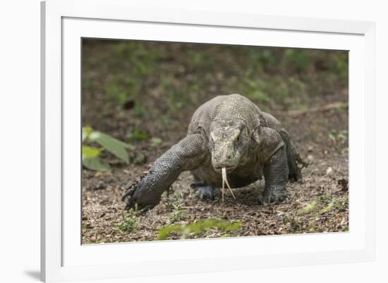 Indonesia, Komodo Dragon National Park. Close-up of Komodo dragon.-Jaynes Gallery-Framed Photographic Print