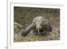 Indonesia, Komodo Dragon National Park. Close-up of Komodo dragon.-Jaynes Gallery-Framed Photographic Print