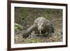 Indonesia, Komodo Dragon National Park. Close-up of Komodo dragon.-Jaynes Gallery-Framed Photographic Print
