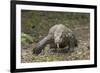 Indonesia, Komodo Dragon National Park. Close-up of Komodo dragon.-Jaynes Gallery-Framed Photographic Print