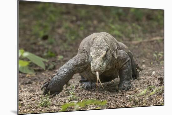Indonesia, Komodo Dragon National Park. Close-up of Komodo dragon.-Jaynes Gallery-Mounted Photographic Print