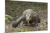 Indonesia, Komodo Dragon National Park. Close-up of Komodo dragon.-Jaynes Gallery-Mounted Photographic Print