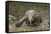 Indonesia, Komodo Dragon National Park. Close-up of Komodo dragon.-Jaynes Gallery-Framed Stretched Canvas