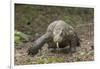 Indonesia, Komodo Dragon National Park. Close-up of Komodo dragon.-Jaynes Gallery-Framed Photographic Print