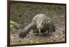 Indonesia, Komodo Dragon National Park. Close-up of Komodo dragon.-Jaynes Gallery-Framed Photographic Print