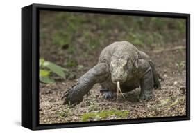 Indonesia, Komodo Dragon National Park. Close-up of Komodo dragon.-Jaynes Gallery-Framed Stretched Canvas