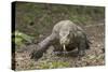 Indonesia, Komodo Dragon National Park. Close-up of Komodo dragon.-Jaynes Gallery-Stretched Canvas