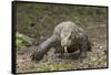 Indonesia, Komodo Dragon National Park. Close-up of Komodo dragon.-Jaynes Gallery-Framed Stretched Canvas