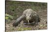 Indonesia, Komodo Dragon National Park. Close-up of Komodo dragon.-Jaynes Gallery-Stretched Canvas