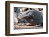 Indonesia, Komodo Island, Komodo National Park, Loh Liang. Komodo dragon-Cindy Miller Hopkins-Framed Photographic Print