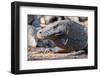 Indonesia, Komodo Island, Komodo National Park, Loh Liang. Komodo dragon-Cindy Miller Hopkins-Framed Photographic Print