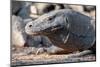 Indonesia, Komodo Island, Komodo National Park, Loh Liang. Komodo dragon-Cindy Miller Hopkins-Mounted Photographic Print