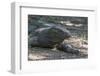 Indonesia, Komodo Island. Komodo NP, UNESCO. Famous Komodo Dragon-Cindy Miller Hopkins-Framed Photographic Print