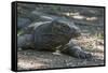 Indonesia, Komodo Island. Komodo NP, UNESCO. Famous Komodo Dragon-Cindy Miller Hopkins-Framed Stretched Canvas