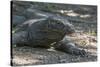 Indonesia, Komodo Island. Komodo NP, UNESCO. Famous Komodo Dragon-Cindy Miller Hopkins-Stretched Canvas