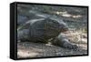 Indonesia, Komodo Island. Komodo NP, UNESCO. Famous Komodo Dragon-Cindy Miller Hopkins-Framed Stretched Canvas