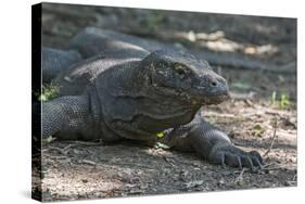 Indonesia, Komodo Island. Komodo NP, UNESCO. Famous Komodo Dragon-Cindy Miller Hopkins-Stretched Canvas