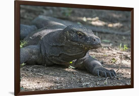 Indonesia, Komodo Island. Komodo NP, UNESCO. Famous Komodo Dragon-Cindy Miller Hopkins-Framed Photographic Print