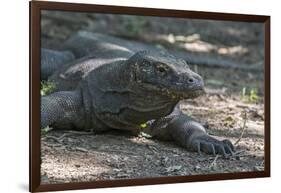 Indonesia, Komodo Island. Komodo NP, UNESCO. Famous Komodo Dragon-Cindy Miller Hopkins-Framed Photographic Print