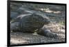 Indonesia, Komodo Island. Komodo NP, UNESCO. Famous Komodo Dragon-Cindy Miller Hopkins-Framed Photographic Print