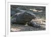 Indonesia, Komodo Island. Komodo NP, UNESCO. Famous Komodo Dragon-Cindy Miller Hopkins-Framed Photographic Print